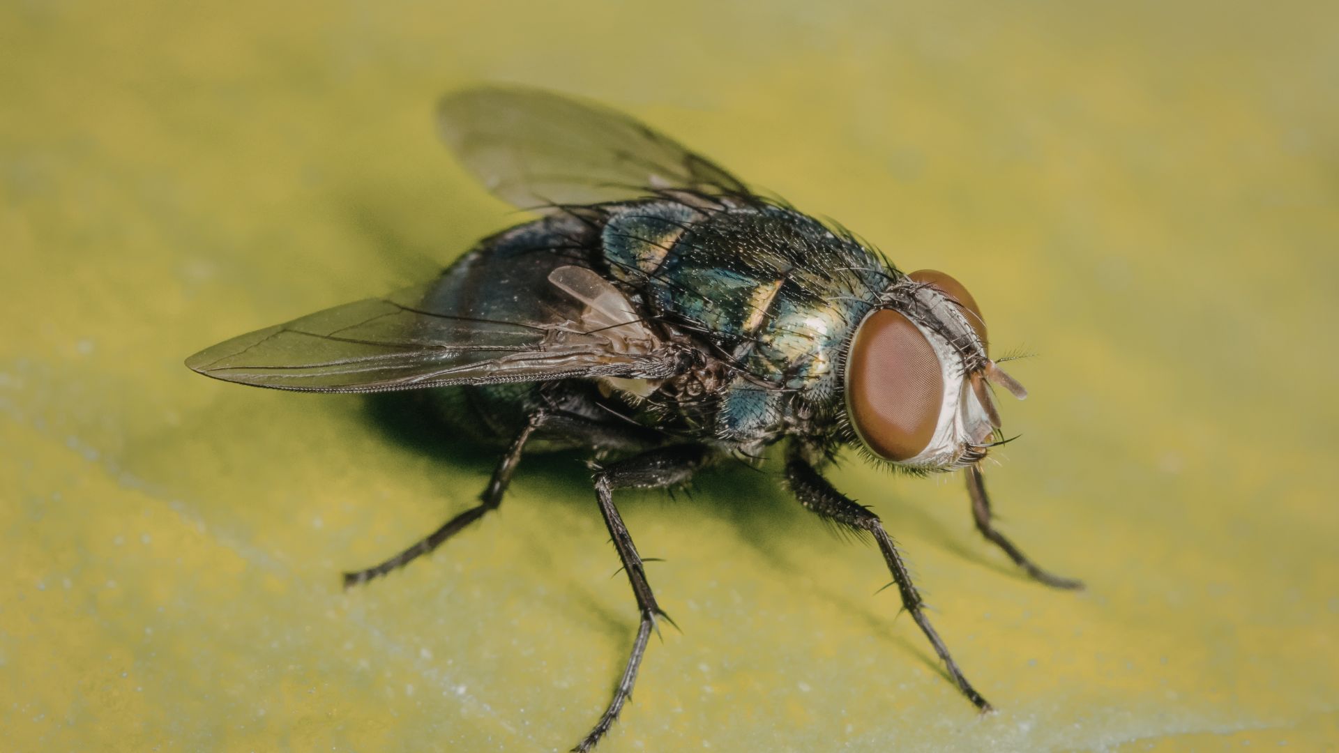 Fliegenbekämpfung Monschau - Kammerjäger in Monschau - Wespen - Ameisen - Ratten - Mäuse - Silberfische - Motten - Fliegen - Marder - Tauben - Schädlingsbekämpfung - Schädlinge bekämpfen
