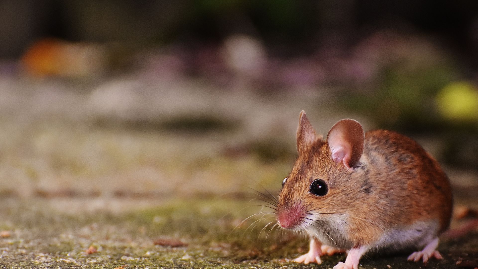 Mäusebekämpfung Monschau - Kammerjäger in Monschau - Wespen - Ameisen - Ratten - Mäuse - Silberfische - Motten - Fliegen - Marder - Tauben - Schädlingsbekämpfung - Schädlinge bekämpfen