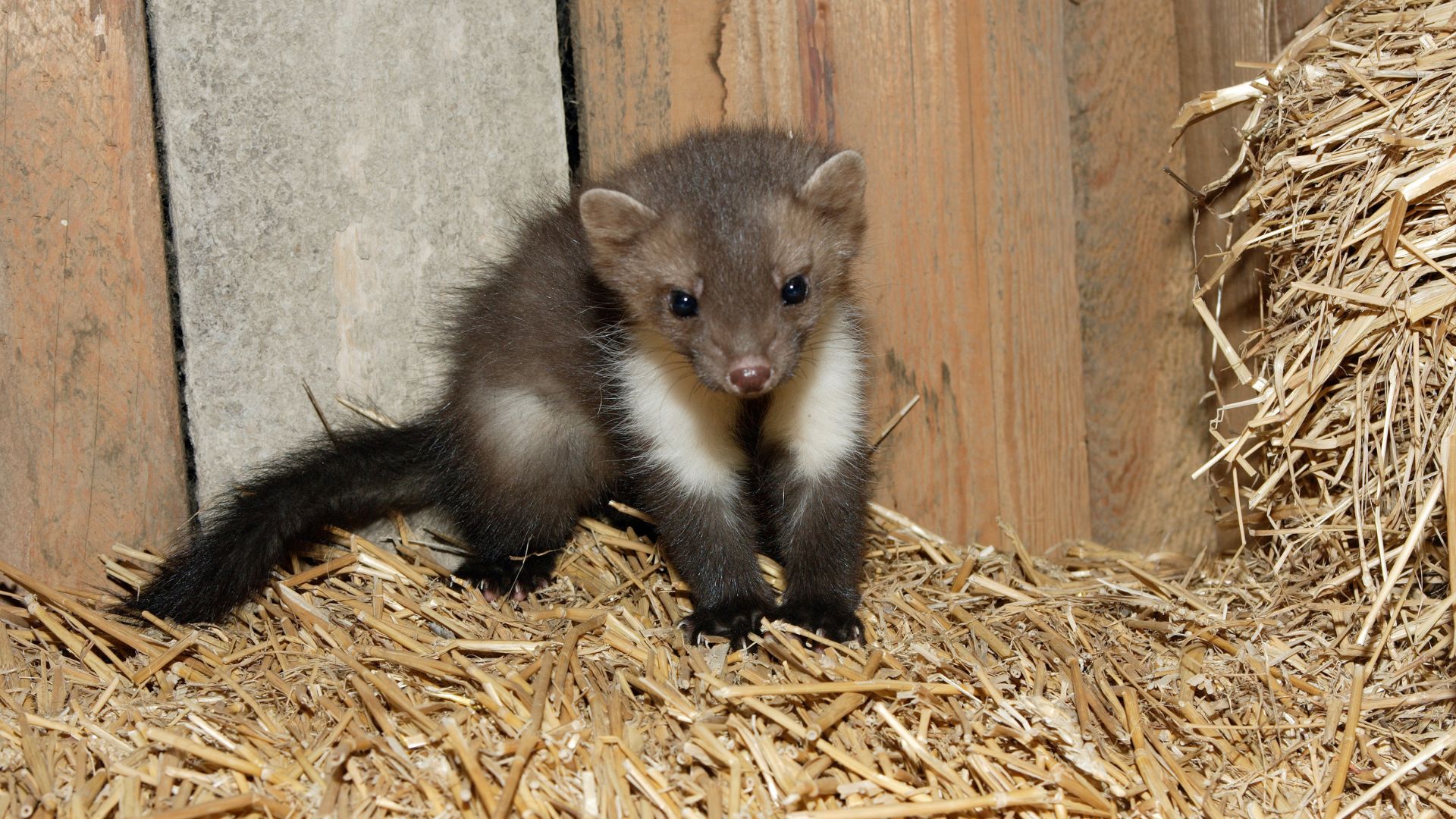 Mardervergrämung Monschau - Kammerjäger in Monschau - Wespen - Ameisen - Ratten - Mäuse - Silberfische - Motten - Fliegen - Marder - Tauben - Schädlingsbekämpfung - Schädlinge bekämpfen