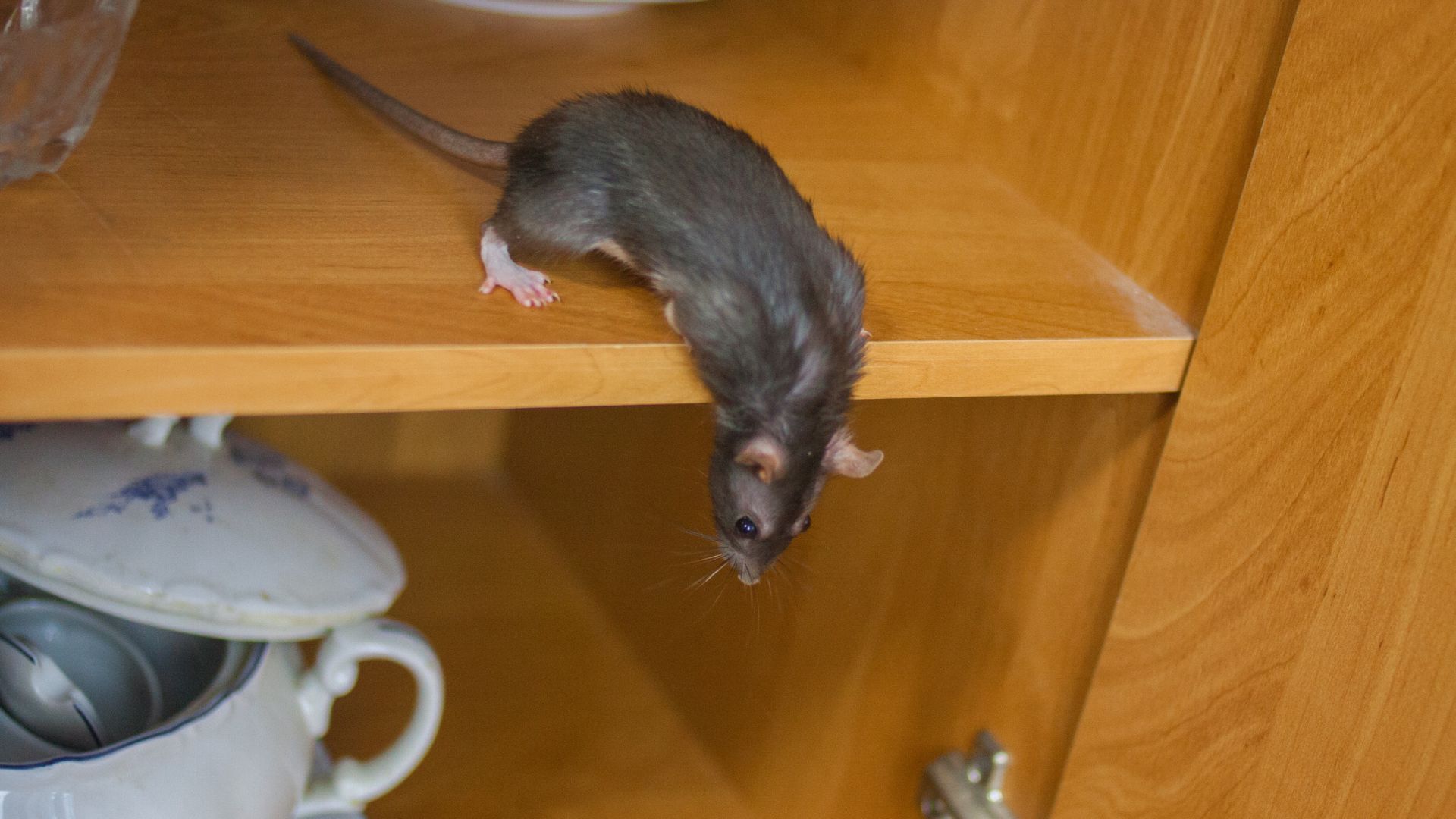 Rattenbekämpfung Monschau - Kammerjäger in Monschau - Wespen - Ameisen - Ratten - Mäuse - Silberfische - Motten - Fliegen - Marder - Tauben - Schädlingsbekämpfung - Schädlinge bekämpfen