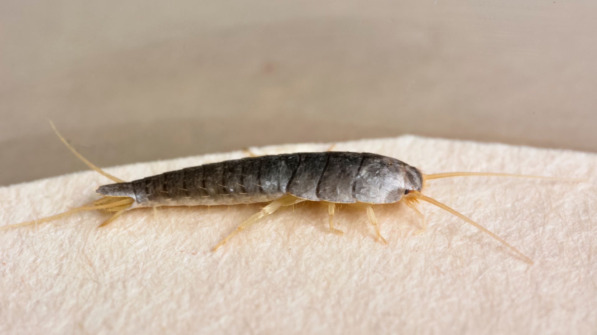 Silberfischbekämpfung Monschau - Kammerjäger in Monschau - Wespen - Ameisen - Ratten - Mäuse - Silberfische - Motten - Fliegen - Marder - Tauben - Schädlingsbekämpfung - Schädlinge bekämpfen