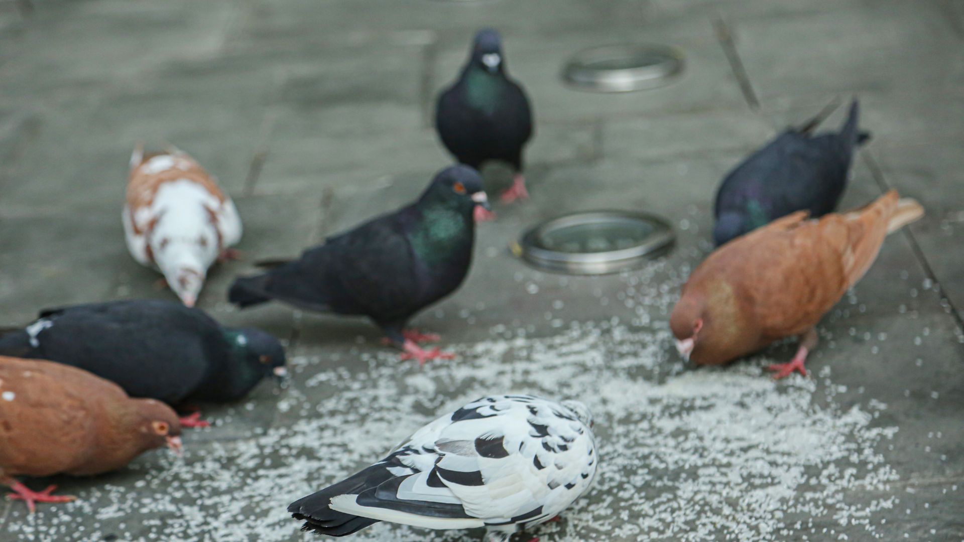 Taubenabwehr Monschau - Kammerjäger in Monschau - Wespen - Ameisen - Ratten - Mäuse - Silberfische - Motten - Fliegen - Marder - Tauben - Schädlingsbekämpfung - Schädlinge bekämpfen