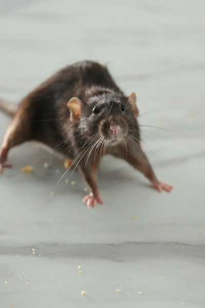 Kammerjäger in Monschau - Wespen - Ameisen - Ratten - Mäuse - Silberfische - Motten - Fliegen - Marder - Tauben - Schädlingsbekämpfung - Schädlinge bekämpfen